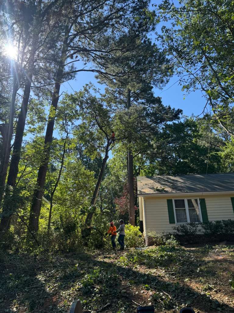 Tree climber in helmet and hi-vis tied into the canopy of a tall backyard pine while a ground worker manages the rigging rope below