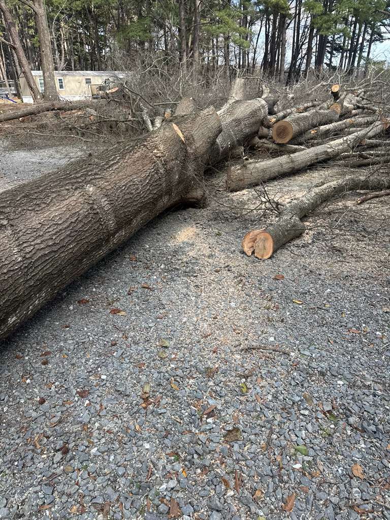 A felled hardwood tree bucked into sections on a gravel driveway, with cut logs and wood chips ready for haul-off